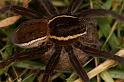 Dolomedes_fimbriatus_D5091_Z_91_Canal du Nivernais_Frankrijk